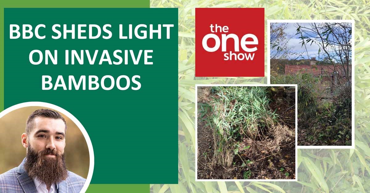 BBC sheds light on invasive Bamboos